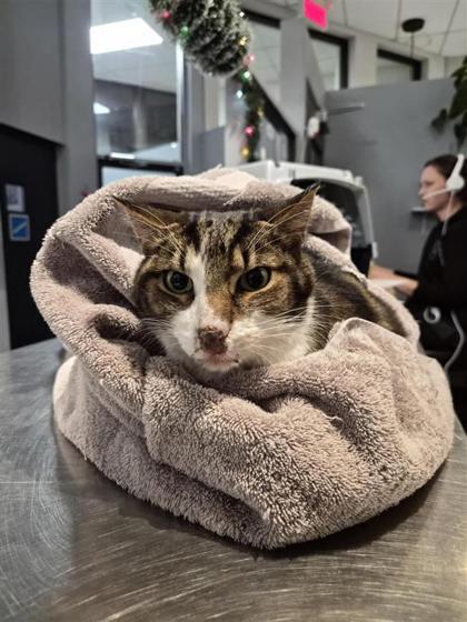 2000380078 2000380078