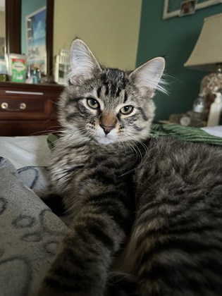 Ziggy (poil mi-long)