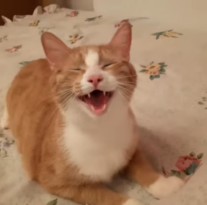 Simba
