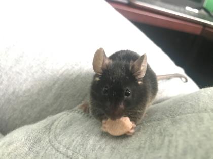 Black Panth-mouse