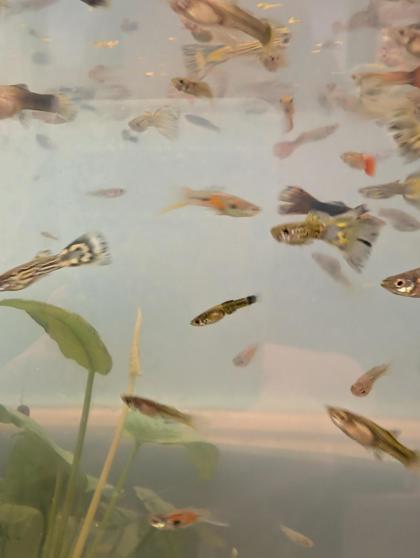 392 guppies - 22 crevettes - 256 escargots
