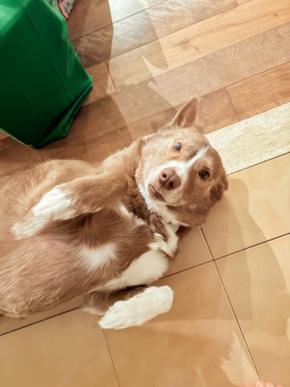 Indie (Caramel Macchiato)