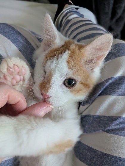 Toby