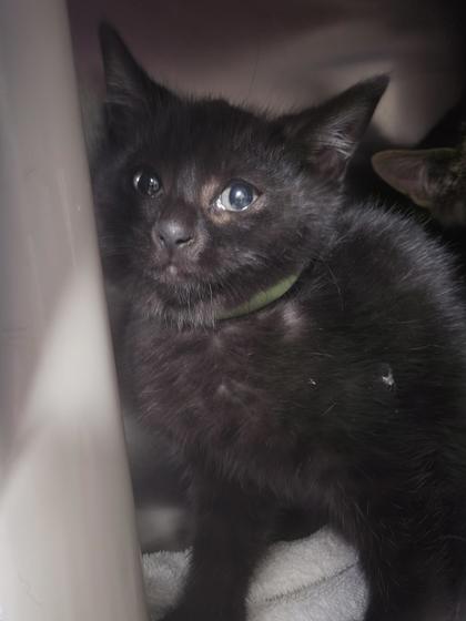 Chakra (collier vert)