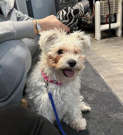 Molly (collier rose)