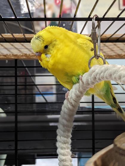 Birds for Adoption | Adoption | Montreal SPCA