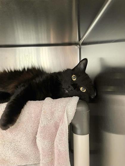 Salem
