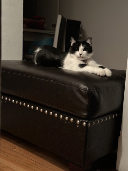 Blacky (Grisou) BELISLE