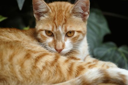 Chouchou