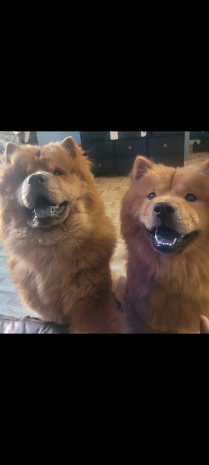 Shiba & Grizzly