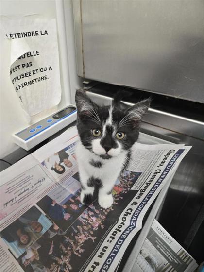 Oreo - Noir et blanc