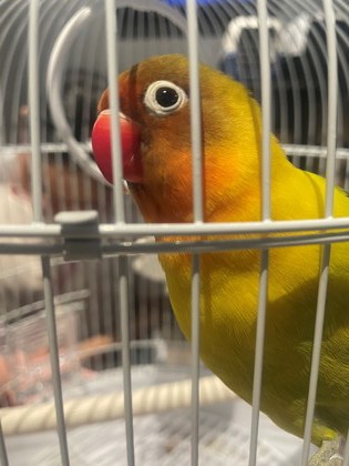 Mango (April)