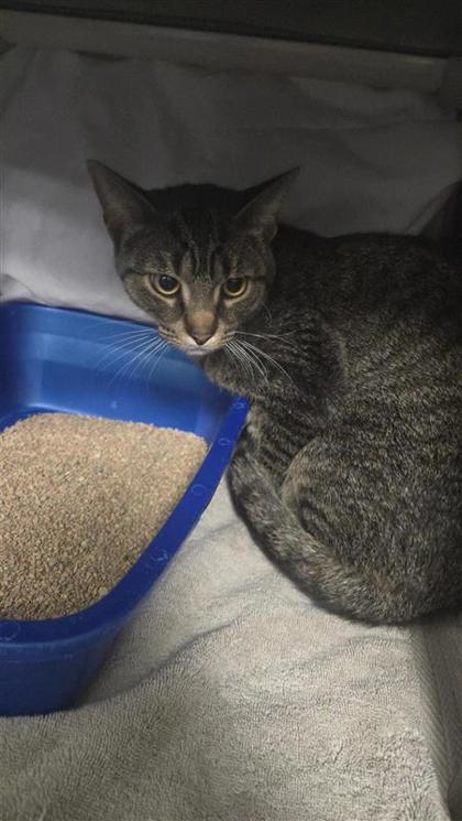 Poppy (collier vert)