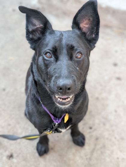 Bella