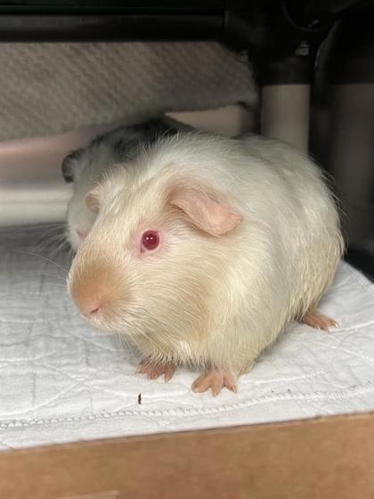 Gino