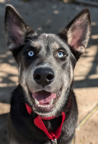 Bowie