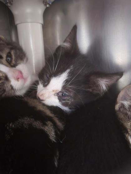 Bruno (blanc & noir)