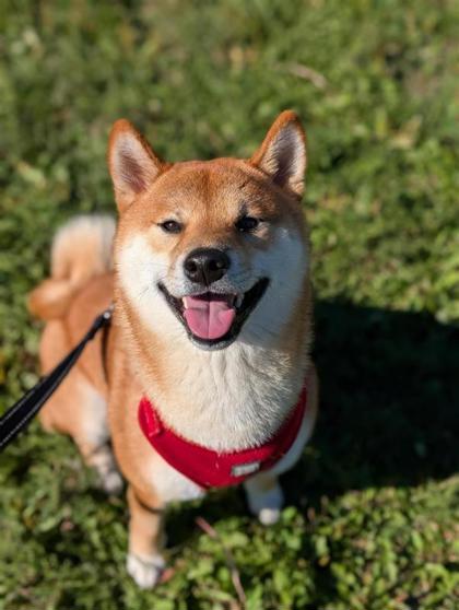 Ishi (Rocky)