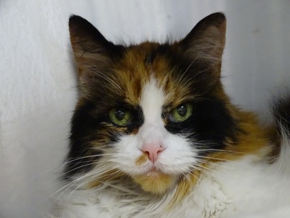 Bella