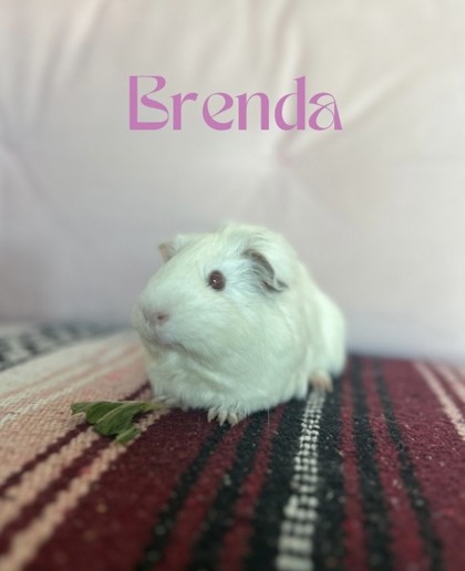 Brenda