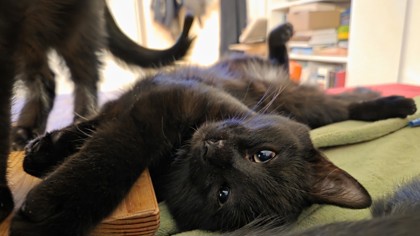 Joe Louie (collier bleu)