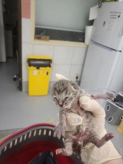 foncé (collier bleu)