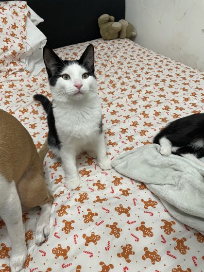 Pavarotti (collier rouge)