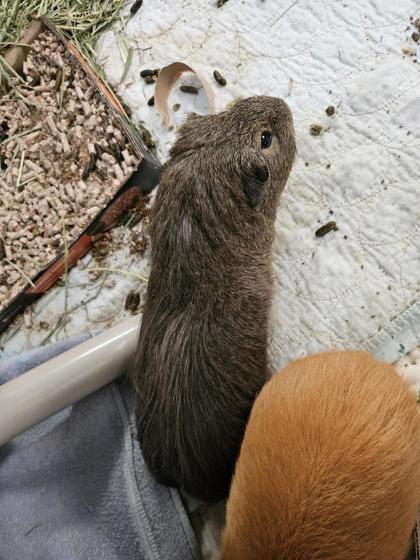 Bruno (poil long)