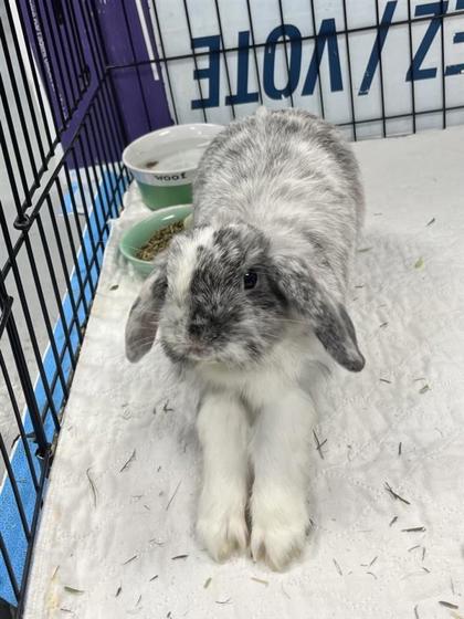 Léo