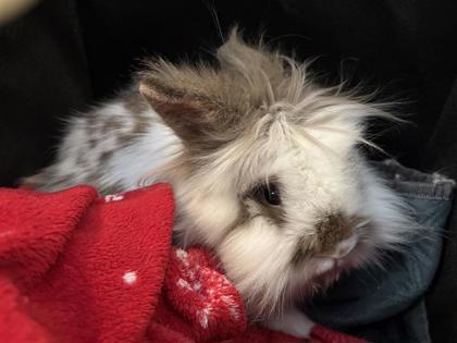 Bunny