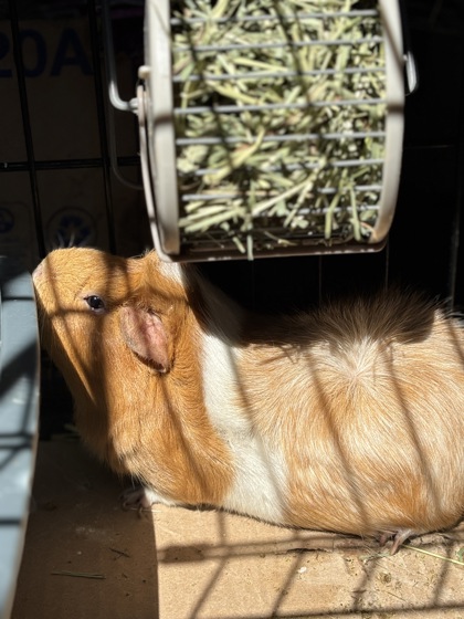 Nala