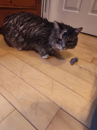 2000379331 2000379331