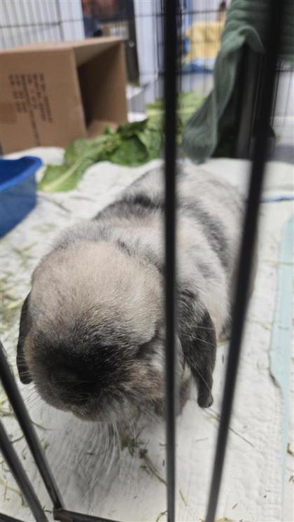 Walter