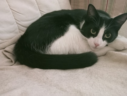 Milu - Monsieur Milou (Monsieur)