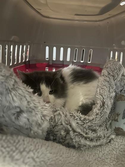 2000375333 2000375333