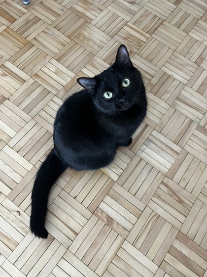 Kira Bagheera