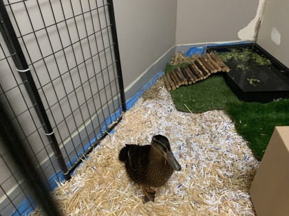 The Summer I Turned Quacky