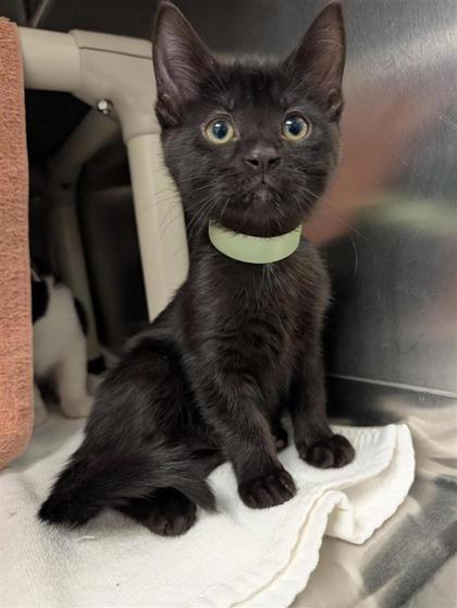 Trixie (Collier Vert)