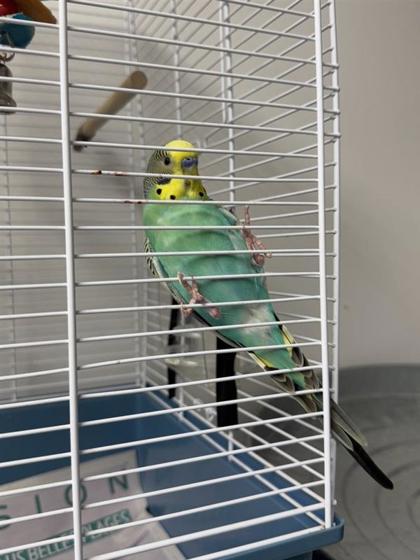 Yoshi
