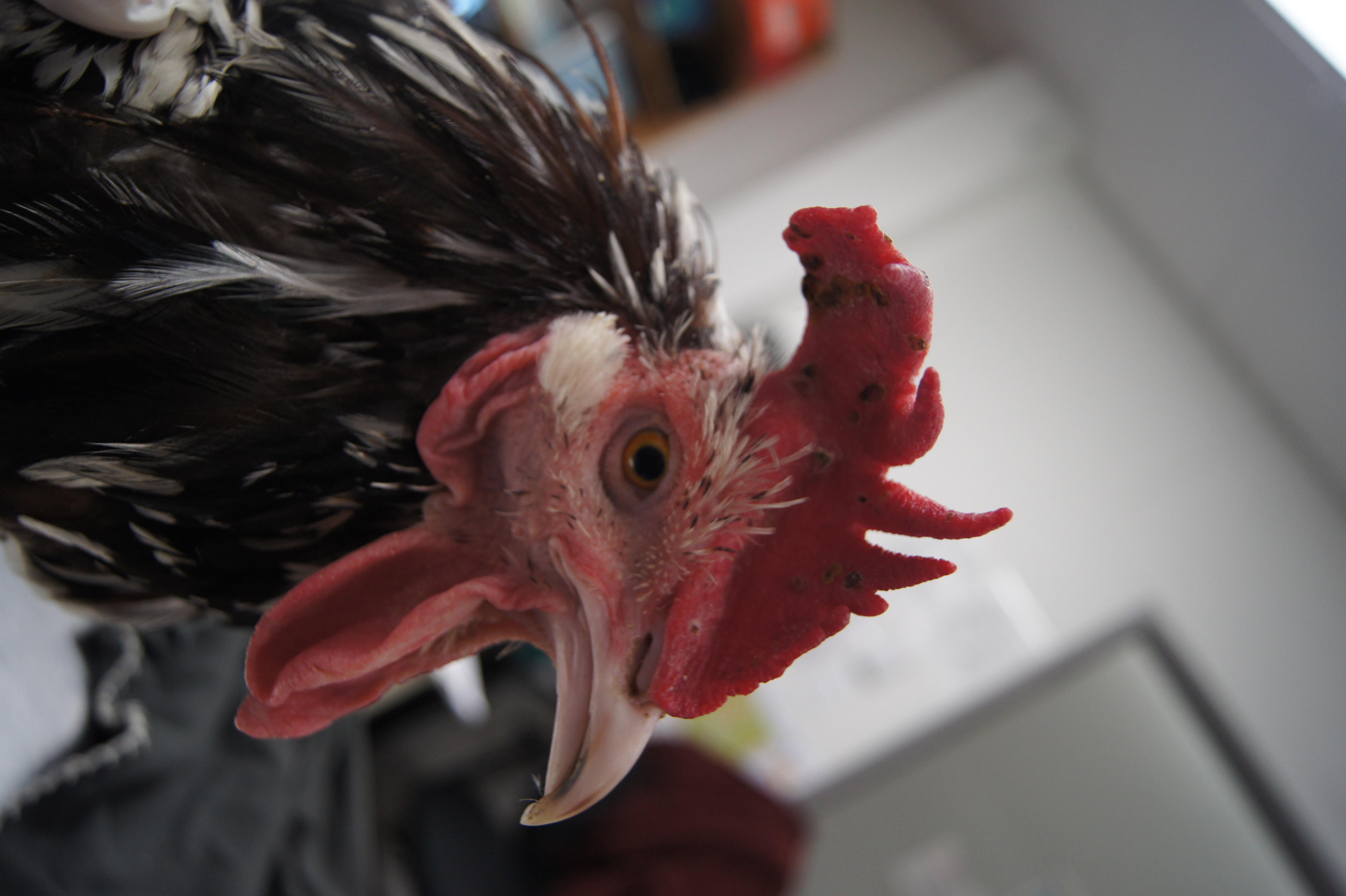 Freddy the Rooster