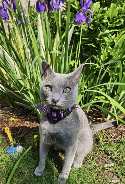 Gandalf