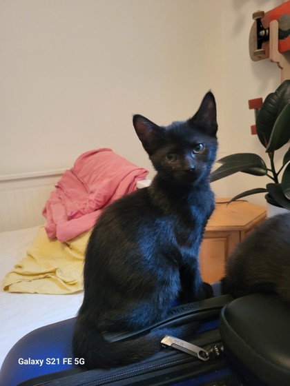 Henriette