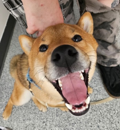 Kiro
