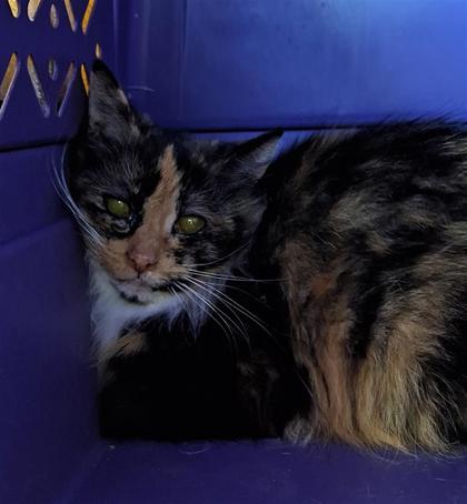 Clawdia