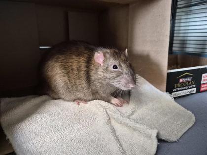 Tom
