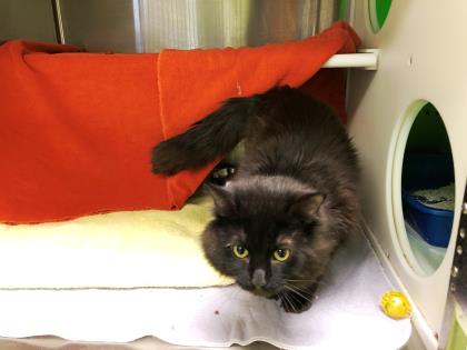 Chats En Adoption Adoption Spca De Montreal