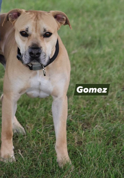 Gomez