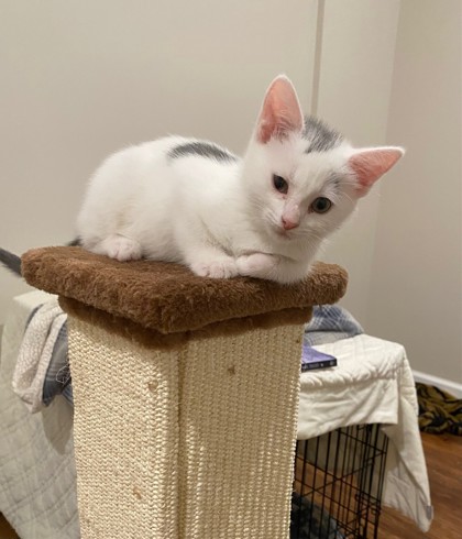 Domino photo