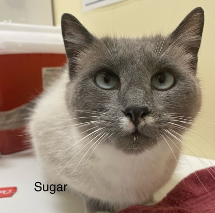 Sugar photo