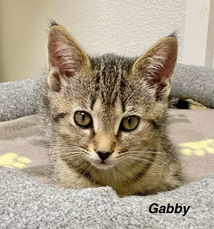 Gabby photo